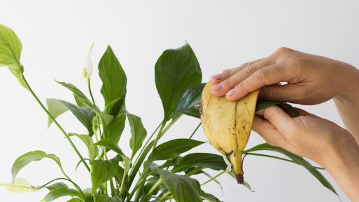 Przecieranie liści skórką od banana – hit czy kit?