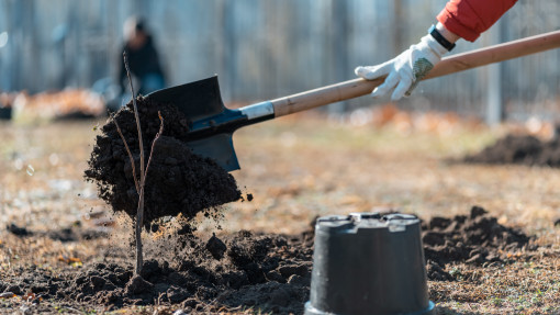 Dlaczego jesień to najlepszy czas na sadzenie drzew? Nie spodziewasz się aż tylu zalet
