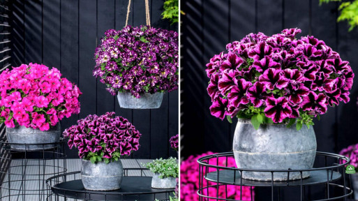 Nowa petunia GO!Tunia®. Czy to będzie balkonowy hit 2026 roku?