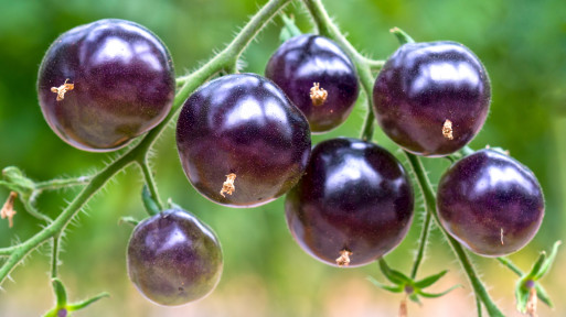 Fioletowy pomidor 'Indigo Rose' – od siewu po zbiory