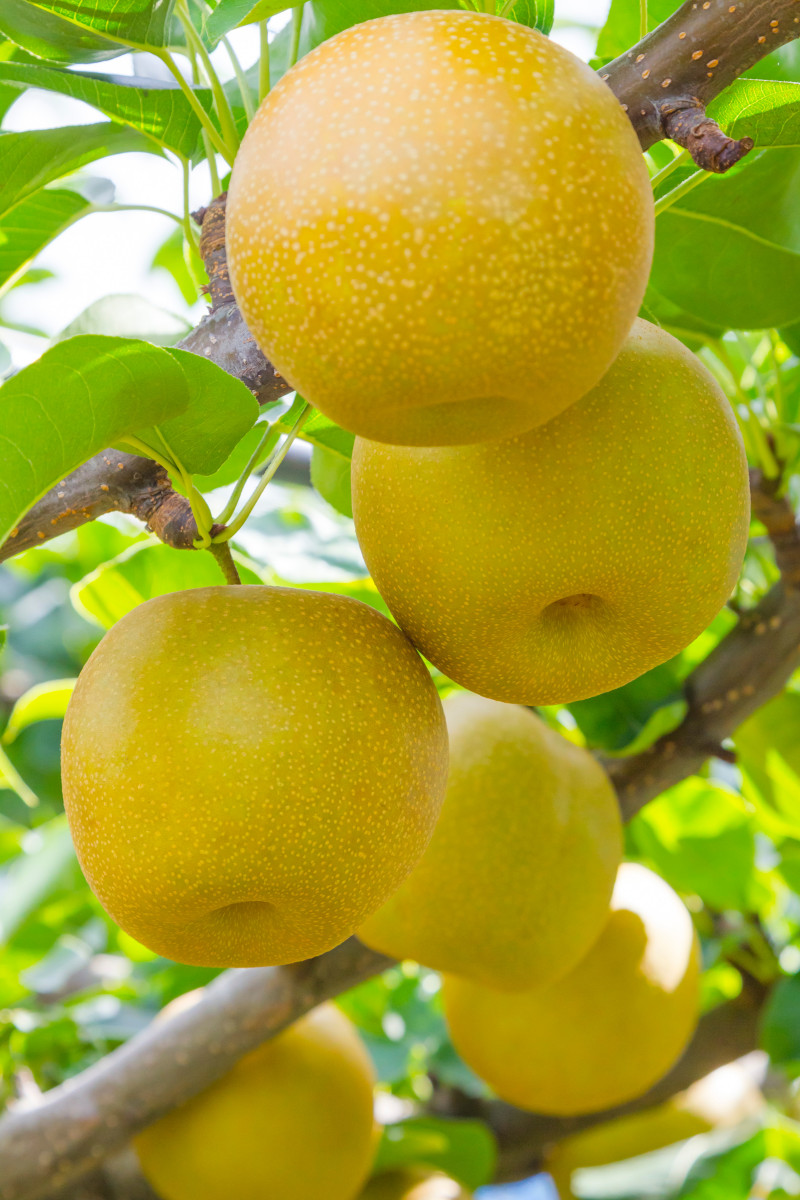 Dojrzałe owoce gruszy azjatyckiej nashi na drzewie, gotowe do zbioru
