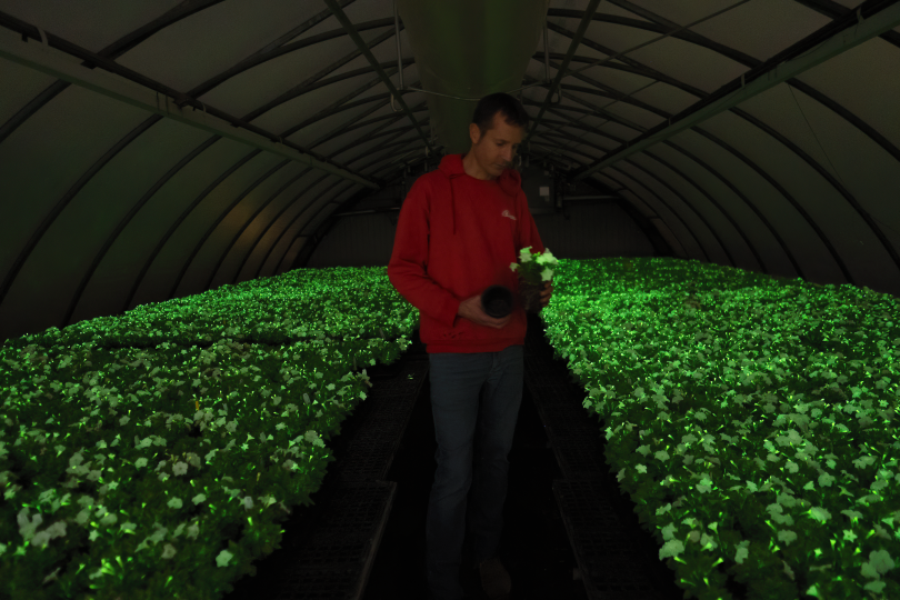 Firefly Petunia