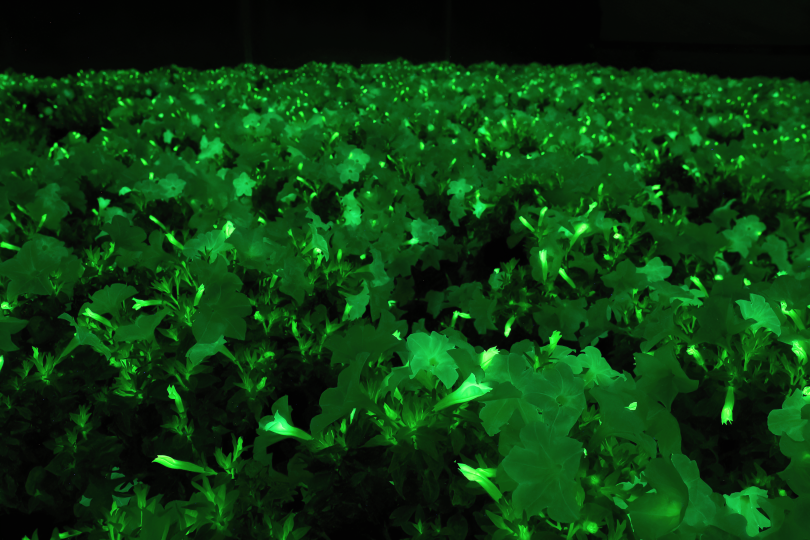 Firefly Petunia