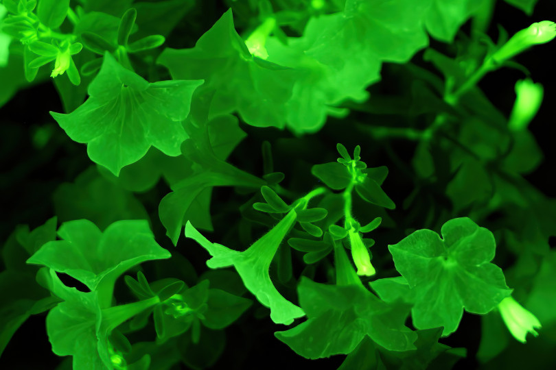 Firefly Petunia