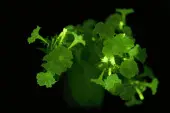 Firefly Petunia