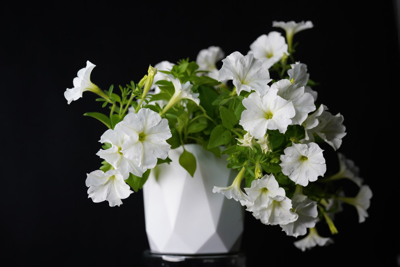Firefly Petunia