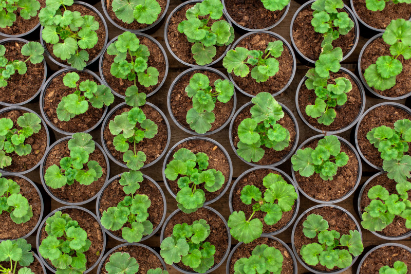 Uprawa pelargonii z nasion
