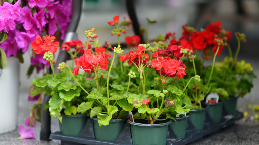 Wysiew nasion pelargonii. Kiedy i jak to zrobić, by mieć mocne sadzonki i wczesne kwitnienie?