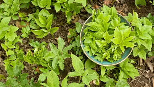 Gnojówka z podagrycznika krok po kroku. Jak zrobić i co zawiera? Jak, kiedy i po stosować? Jakie rośliny podlewać?
