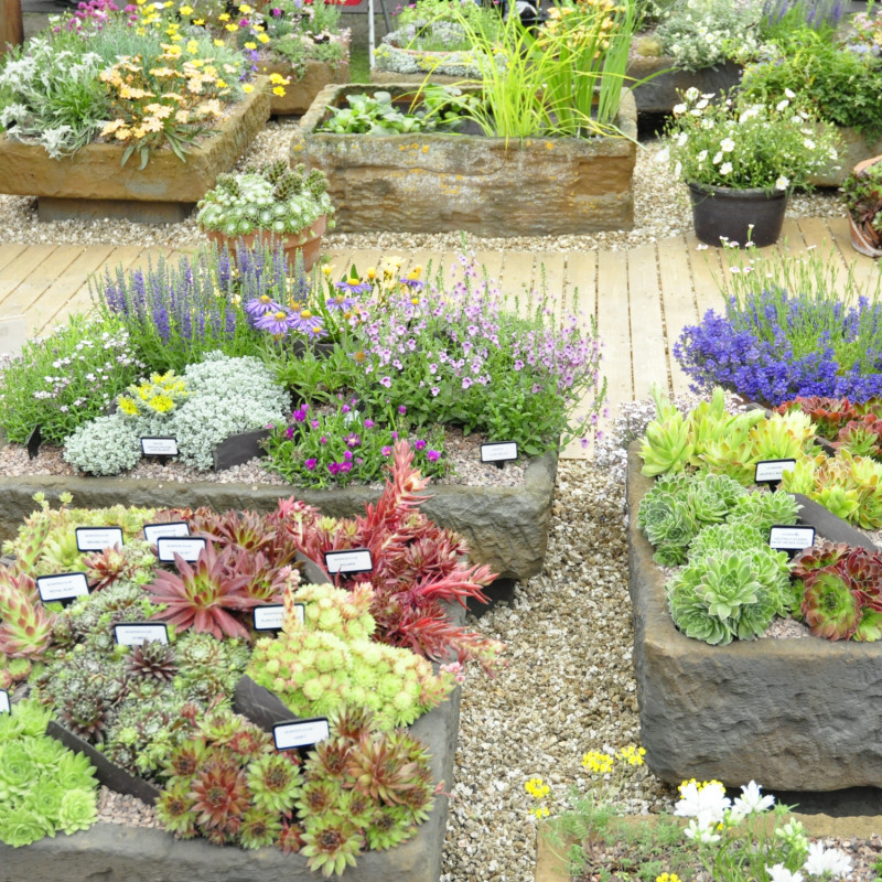 Miniaturowe skalniaki na wystawie Chelsea Flower Show