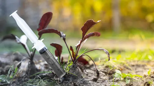 Lepszy od gnojówki z pokrzyw i obornika. Nie śmierdzi i polepsza glebę
