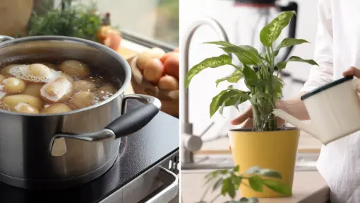 Przestań wylewać wodę z garnka po obiedzie. To skarb dla Twoich roślin