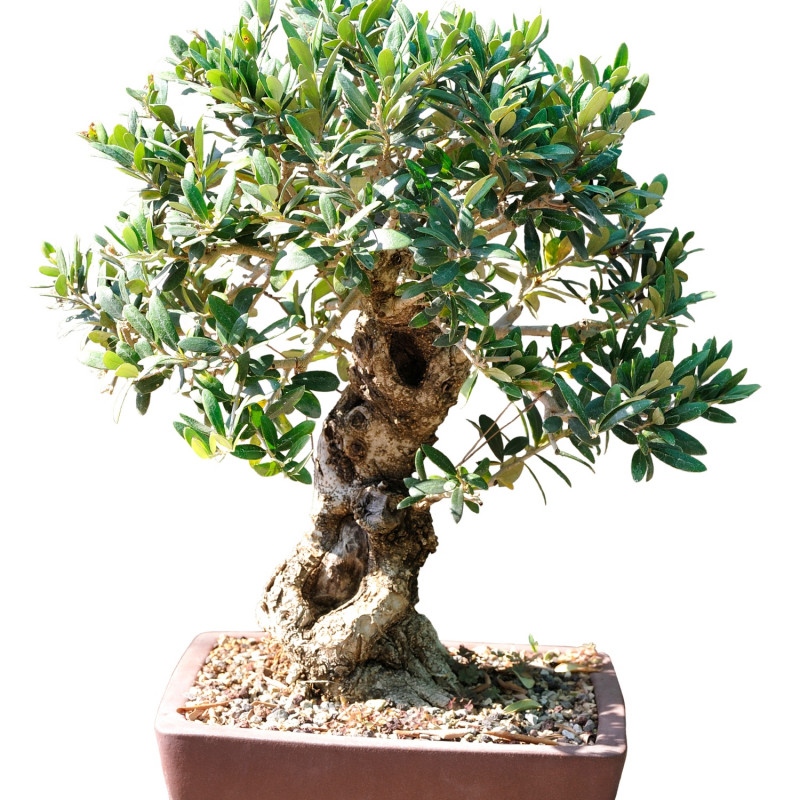 Oliwka w formie bonsai