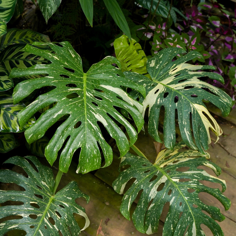 Monstera 'Thai Constellation'