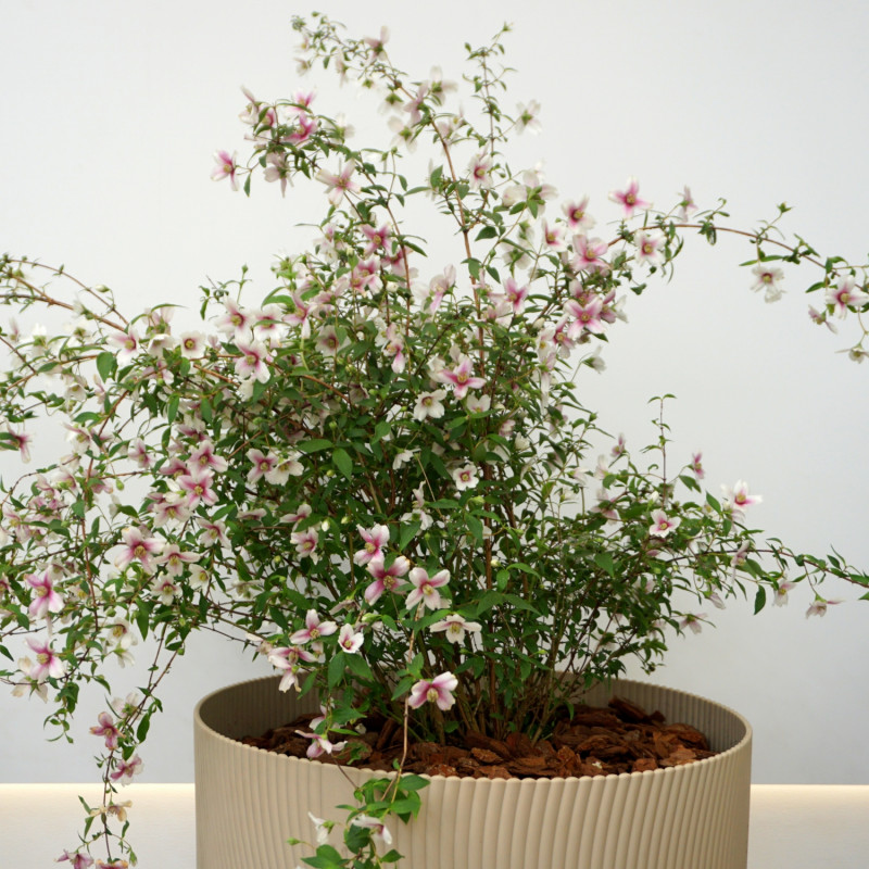Jaśminowiec ‘Petite Perfume Pink’