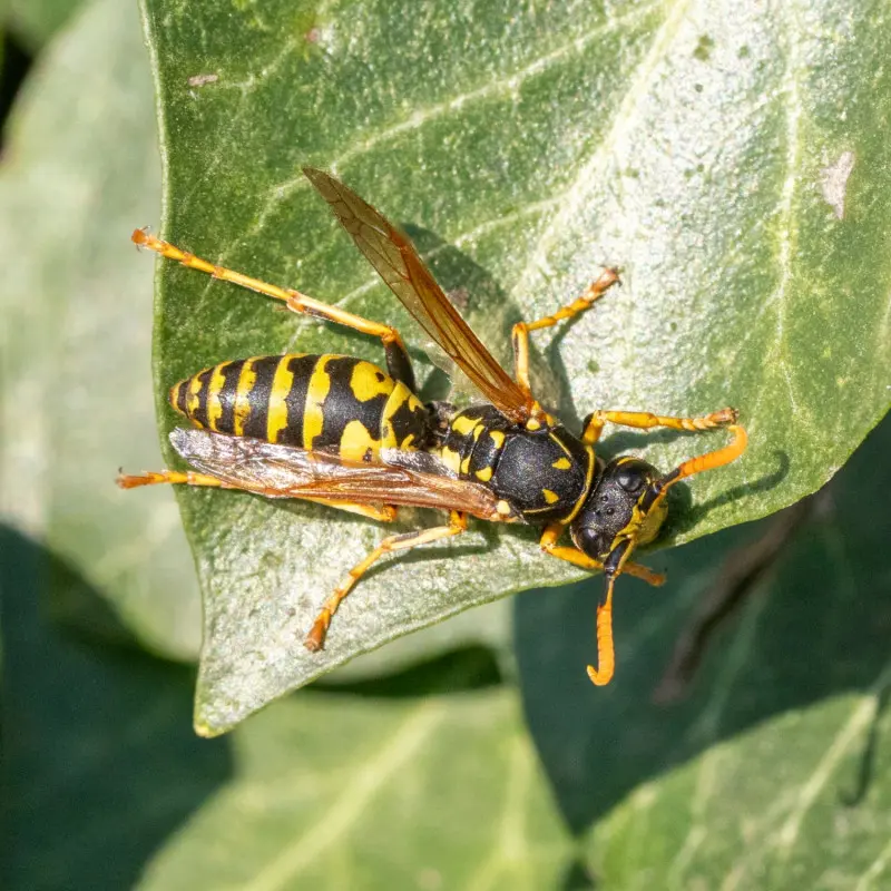 Klecanka rdzaworożna (Polistes dominula), mylona z szerszeniem