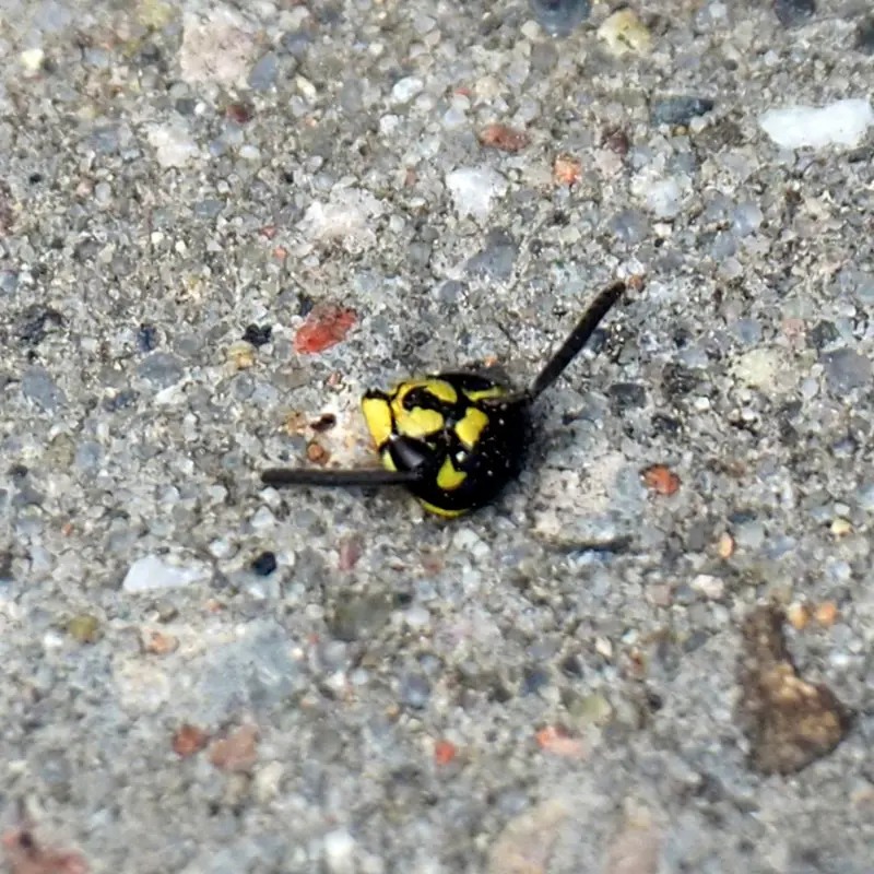 Głowa osy pospolitej (Vespula vulgaris)