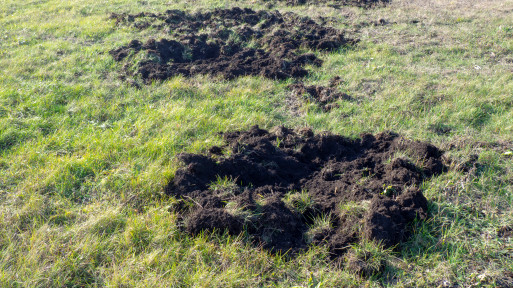 Dziki zniszczyły trawnik i rabaty? Sprawdź, jak uporządkować glebę i uratować rośliny