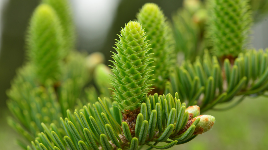 Jodła japońska (Abies firma)
