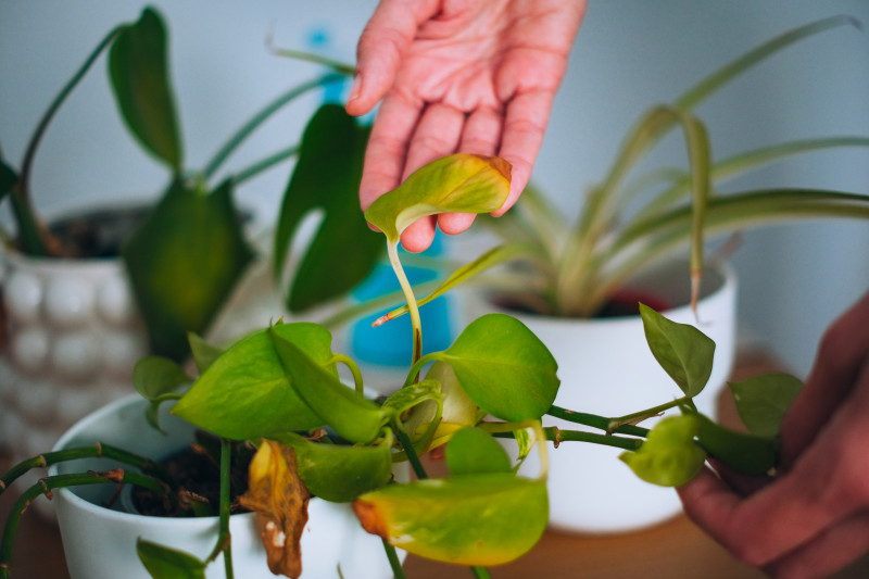 Osoba ogląda żółknący liść rośliny doniczkowej i sprawdza, skąd biorą się plamy na liściach.