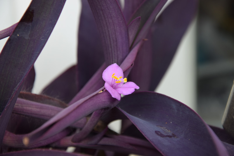 Kwitnąca trzykrotka purpurowa – różowy kwiat Tradescantia pallida na tle ciemnofioletowych liści, pokazujący ozdobne walory rośliny
