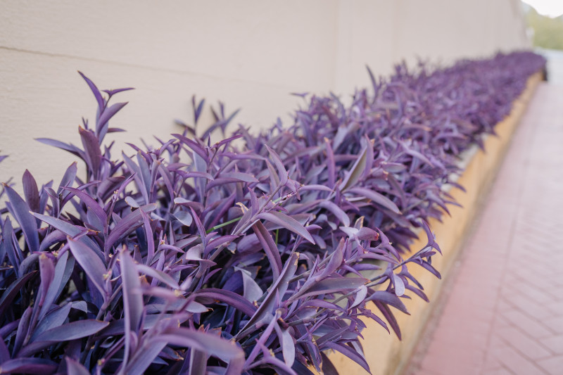 Trzykrotka purpurowa sadzona jako roślina okrywowa w ciepłym klimacie – długie purpurowe rabaty Tradescantia pallida przy murze