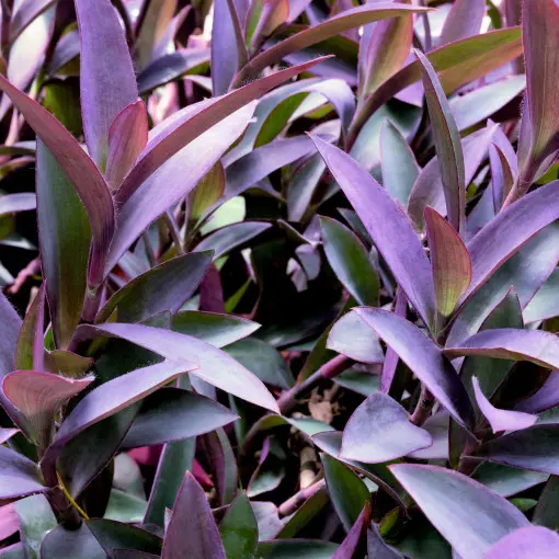 Trzykrotka purpurowa