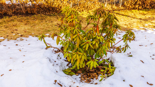 To przez to różanecznik usycha zimą. Błędy w zimowaniu rododendronów