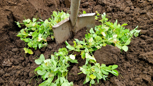 Przedplon – naturalne wsparcie gleby przed sezonem. Wysiej, przekop i czekaj na efekty