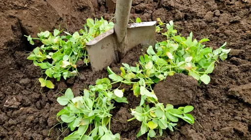 Przedplon – naturalne wsparcie gleby przed sezonem. Wysiej, przekop i czekaj na efekty
