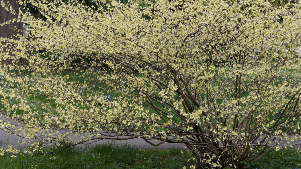 Leszczynowiec skąpokwiatowy  (Corylopsis pauciflora). Kwitnący na jasnożółty kolor krzew w ogrodzie pod koniec zimy