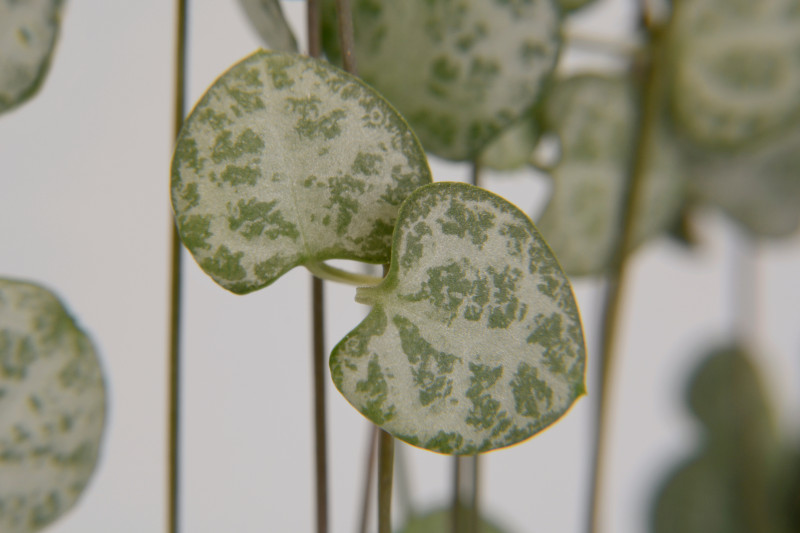Ceropegia woodii - roślina z liśćmi jak małe serduszka