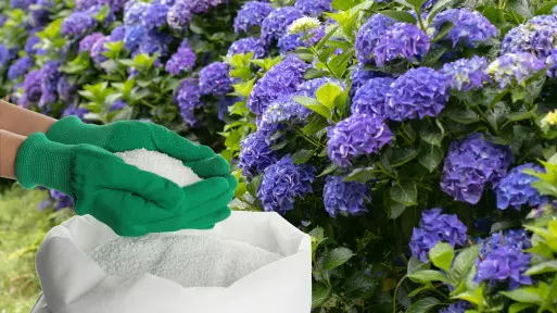 Jaki jest najlepszy nawóz pod hortensje?