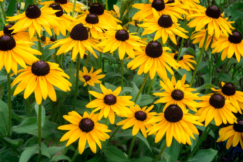 Rudbekia - bylina na balkon