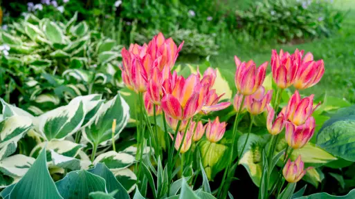 Tulipany między funkiami? Plan na rabatę bez pustych miejsc