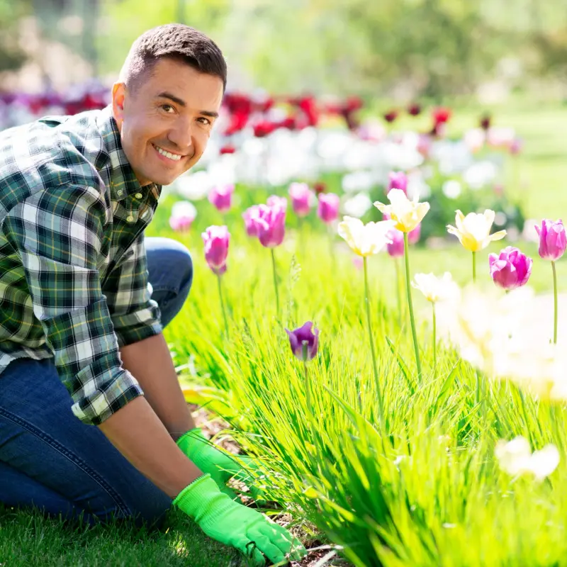 Tulipany