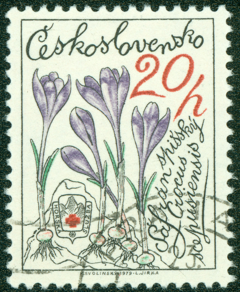 Krokusy na znaczku pocztowym Czechosłowacji – ilustracja krokusów z cebulkami na zabytkowym znaczku pocztowym, ciekawostka filatelistyczna.