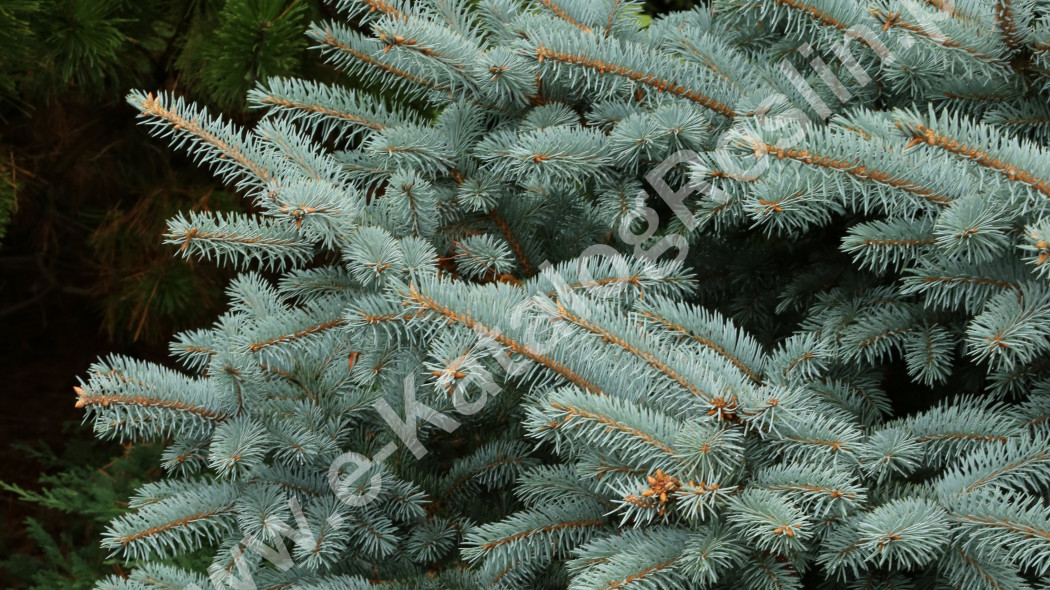 Świerk kłujący (Picea pungens) SUPER BLUE SEEDLING ‘Baby Blue’