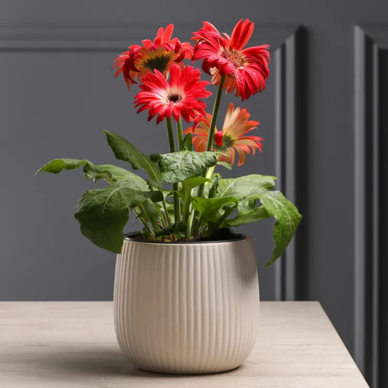 Gerbera