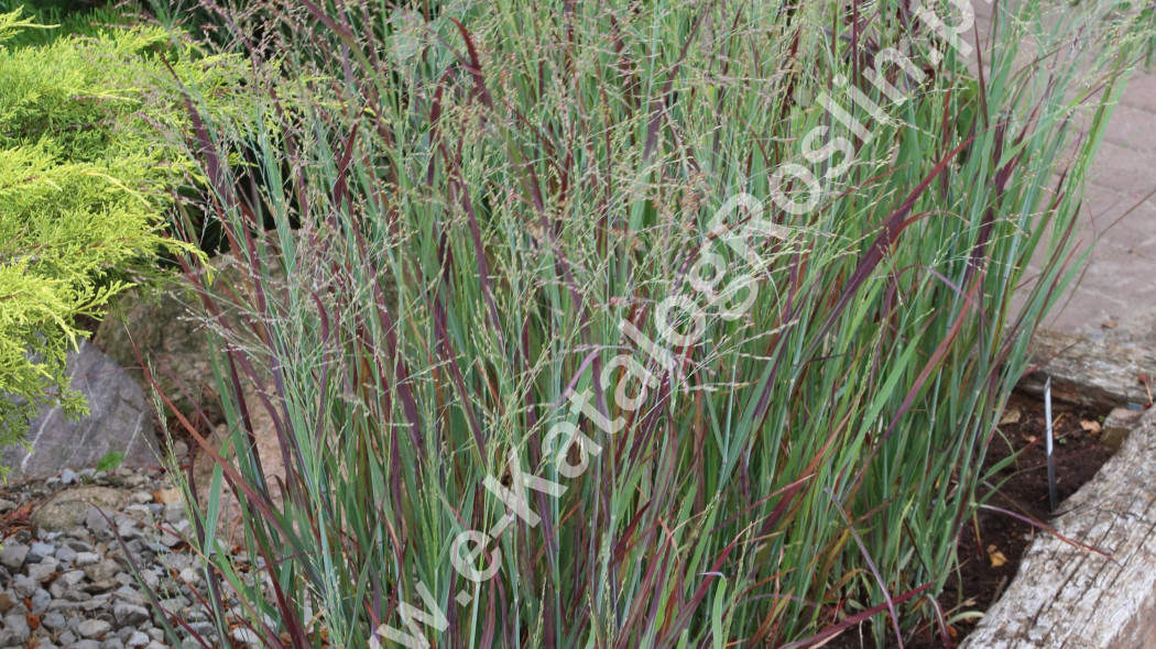 Proso rózgowate (Panicum virgatum) ‘Nosferatu’, Trawa ozdobna rosnąca latem w drewnianej skrzyni.