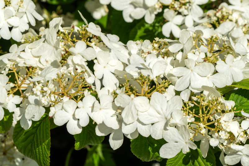 Kalina wonna CANDIDISSIMUM Viburnum farreri