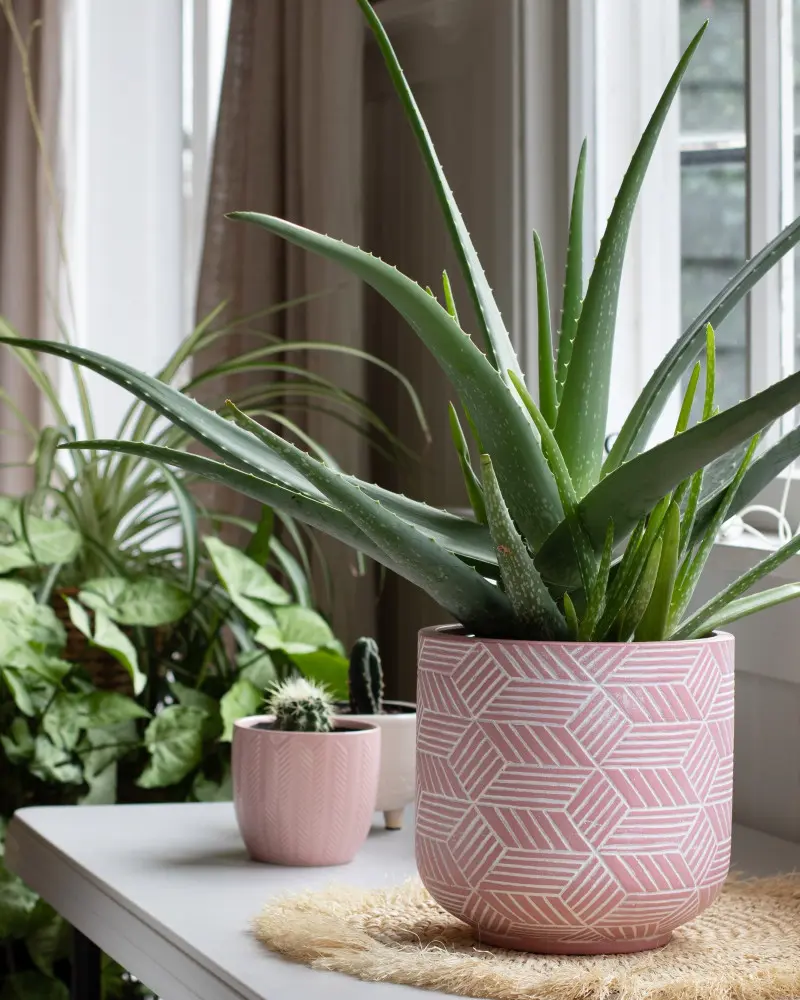 Aloes - trendy 2026