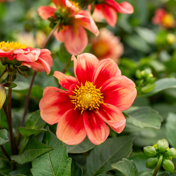 Dalia Apricot Crumble