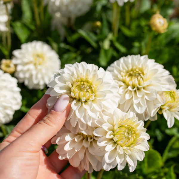 Dalia Bright Day