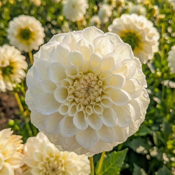 Dalia Cream Gelato