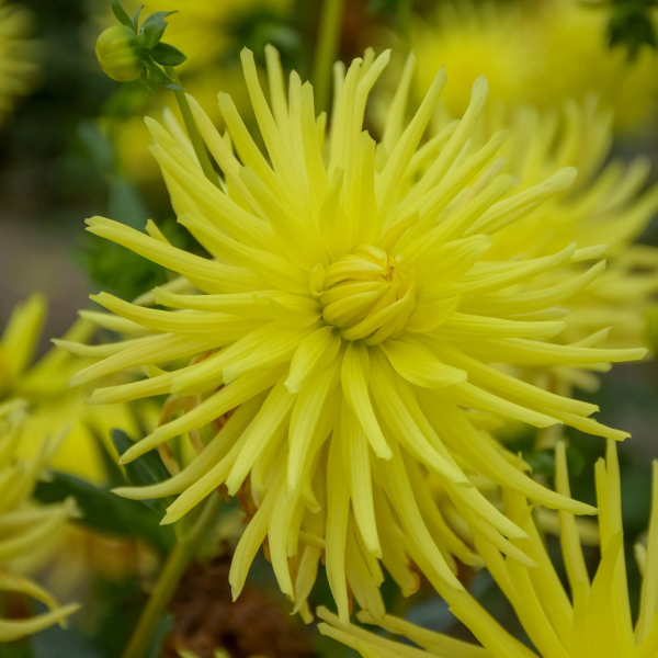 Dalia Golden Dawn