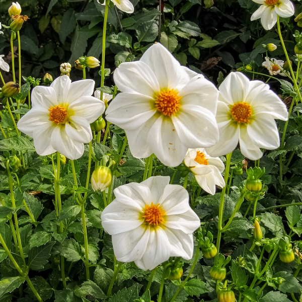 Dalia Milky Way