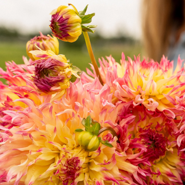 Dalia Pinelands Princess