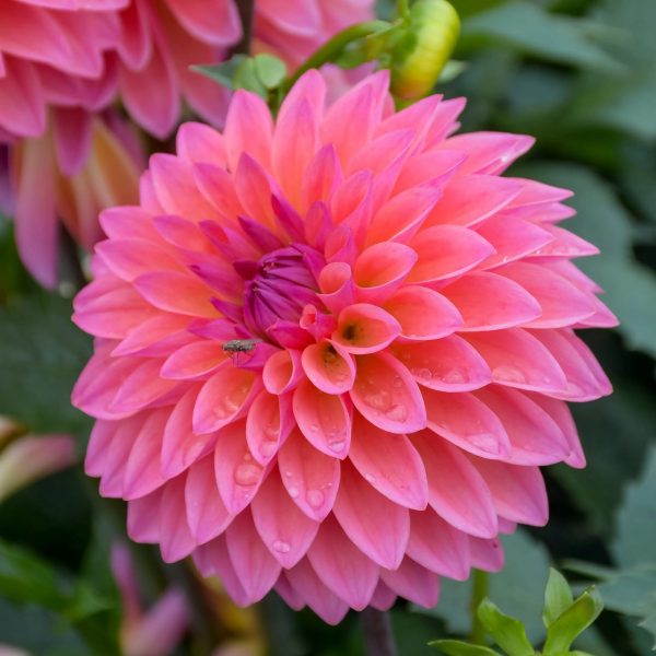 Dalia Pink Sunset