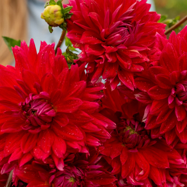 Dalia Red Horizon